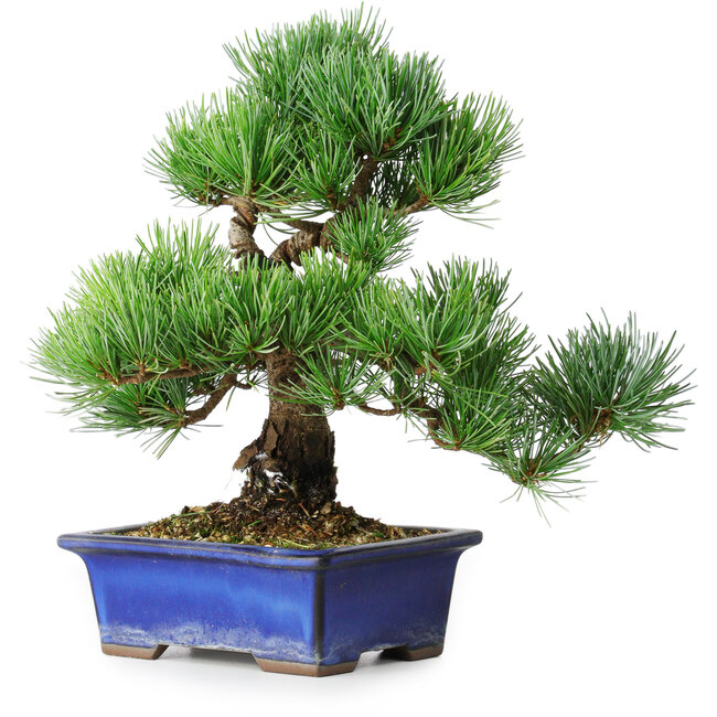 Pinus parviflora, 24 cm, ± 12 ans