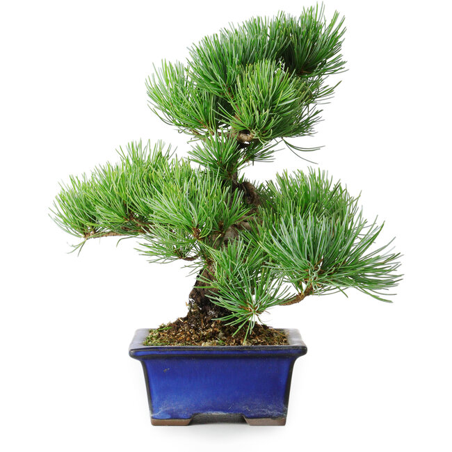 Pinus parviflora, 24 cm, ± 12 anni