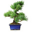 Pinus parviflora, 24 cm, ± 12 ans