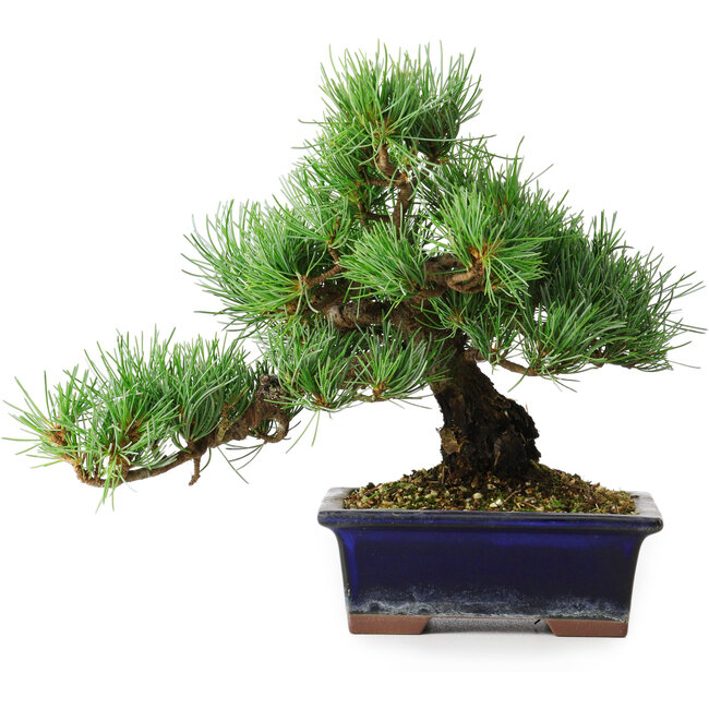 Pinus parviflora, 20 cm, ± 12 anni