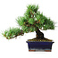 Pinus parviflora, 20 cm, ± 12 years old