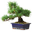 Pinus parviflora, 20 cm, ± 12 jaar oud