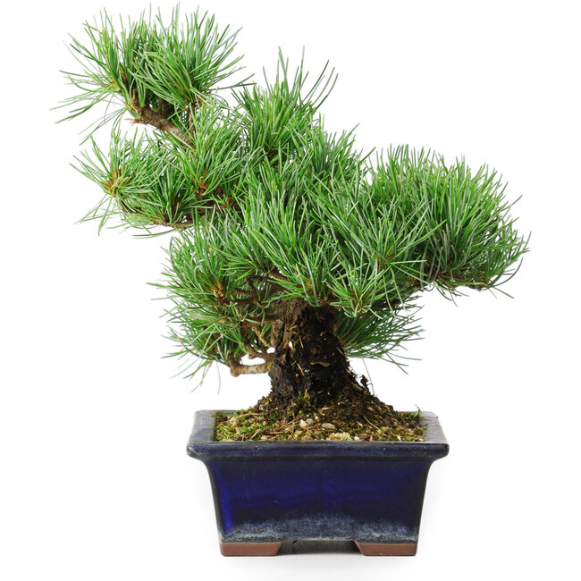 Pinus parviflora, 20 cm, ± 12 años