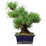 Pinus parviflora, 20 cm, ± 12 years old