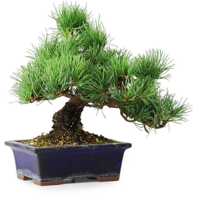 Pinus parviflora, 20 cm, ± 12 anni