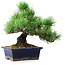 Pinus parviflora, 20 cm, ± 12 years old