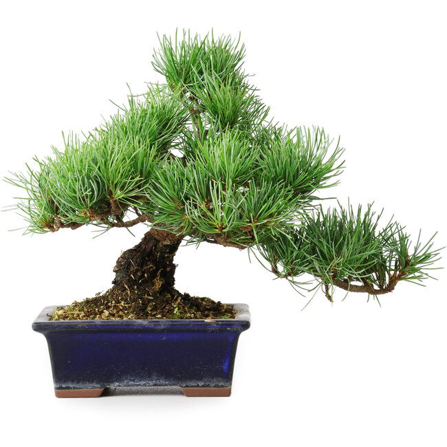 Pinus parviflora, 20 cm, ± 12 años