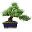 Pinus parviflora, 20 cm, ± 12 jaar oud