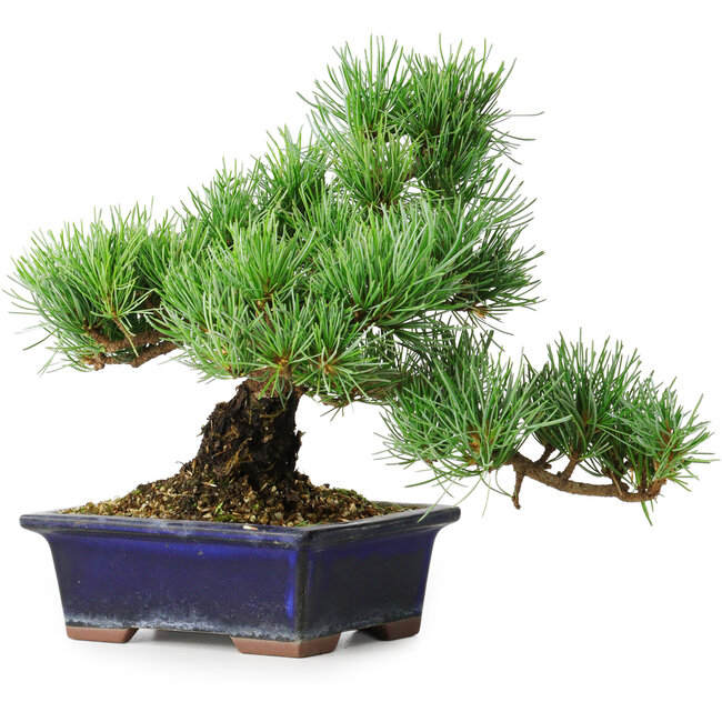 Pinus parviflora, 20 cm, ± 12 ans