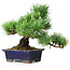Pinus parviflora, 20 cm, ± 12 years old