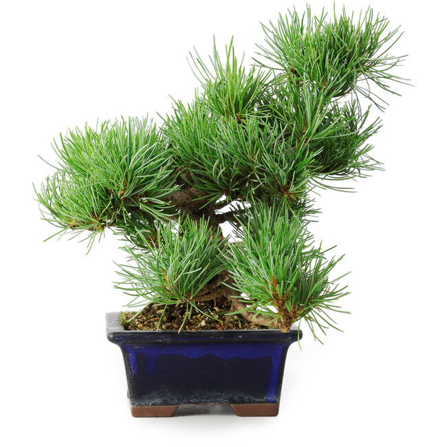 Pinus parviflora, 20 cm, ± 12 anni