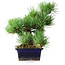 Pinus parviflora, 20 cm, ± 12 jaar oud