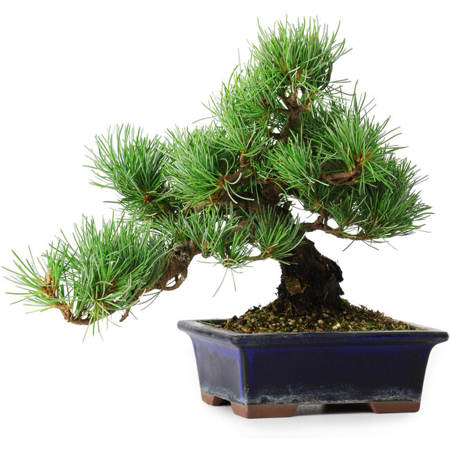 Pinus parviflora, 20 cm, ± 12 years old