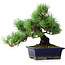 Pinus parviflora, 20 cm, ± 12 years old
