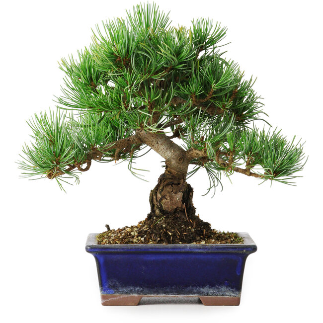 Pinus parviflora, 21 cm, ± 12 años