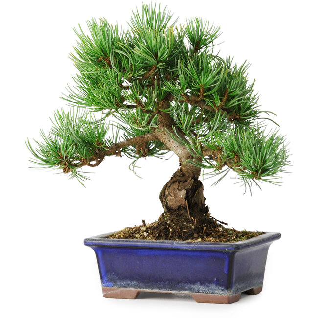 Pinus parviflora, 21 cm, ± 12 Jahre alt