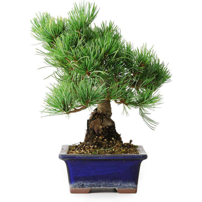 Pinus parviflora, 21 cm, ± 12 jaar oud