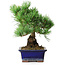 Pinus parviflora, 21 cm, ± 12 jaar oud