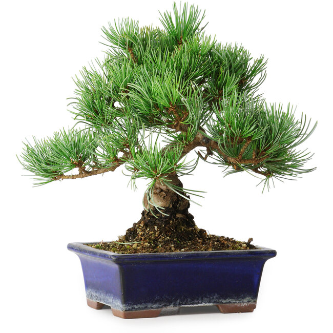 Pinus parviflora, 21 cm, ± 12 years old
