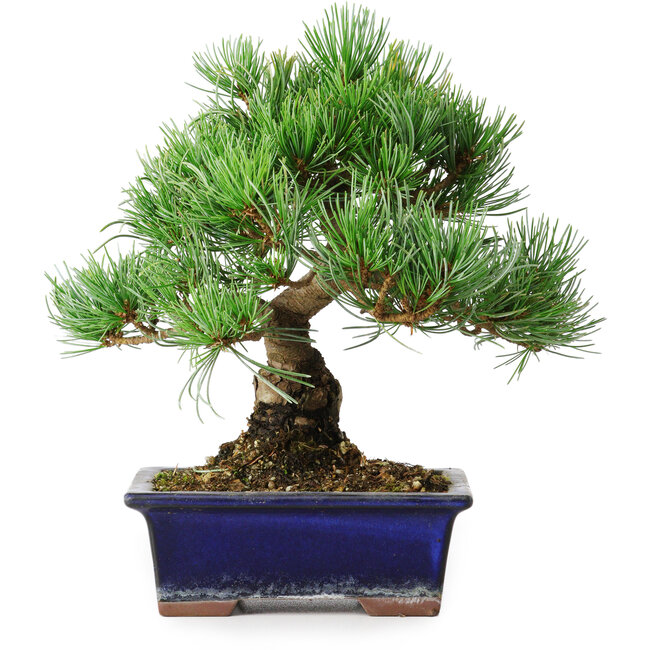 Pinus parviflora, 21 cm, ± 12 Jahre alt