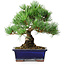 Pinus parviflora, 21 cm, ± 12 years old