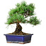 Pinus parviflora, 21 cm, ± 12 ans
