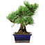 Pinus parviflora, 21 cm, ± 12 Jahre alt