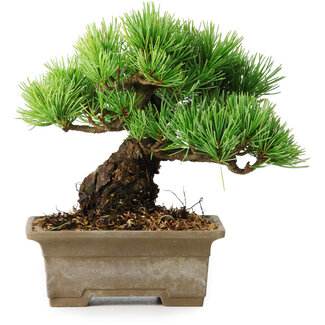 Pinus parviflora, 14,5 cm, ± 12 jaar oud
