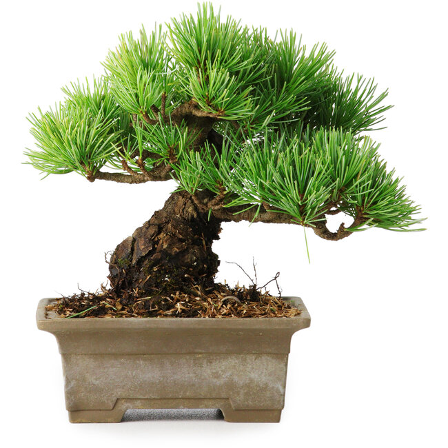Pinus parviflora, 14,5 cm, ± 12 Jahre alt