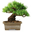 Pinus parviflora, 14,5 cm, ± 12 Jahre alt