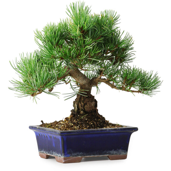 Pinus parviflora, 21 cm, ± 12 anni