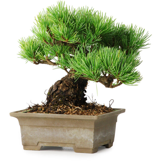 Pinus parviflora, 14,5 cm, ± 12 anni