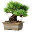 Pinus parviflora, 14,5 cm, ± 12 ans