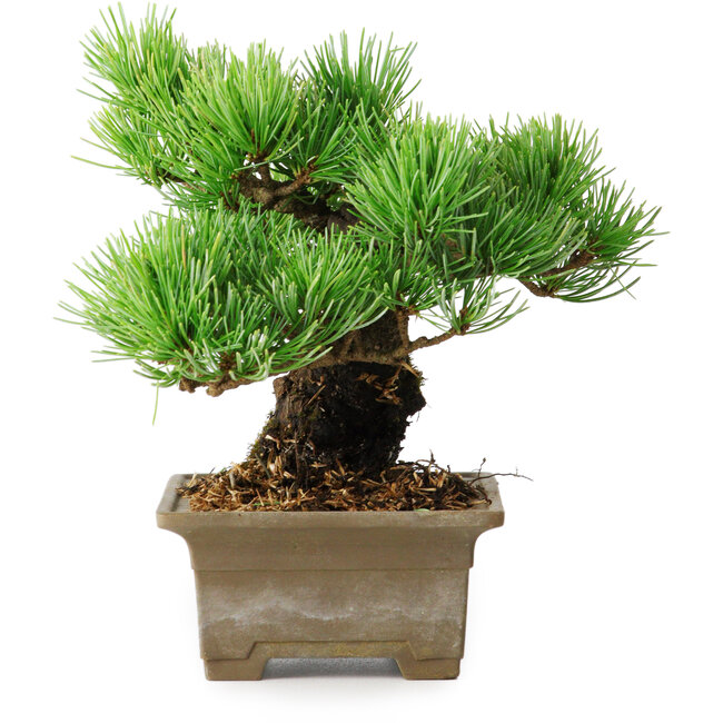 Pinus parviflora, 14,5 cm, ± 12 anni