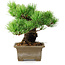 Pinus parviflora, 14,5 cm, ± 12 jaar oud