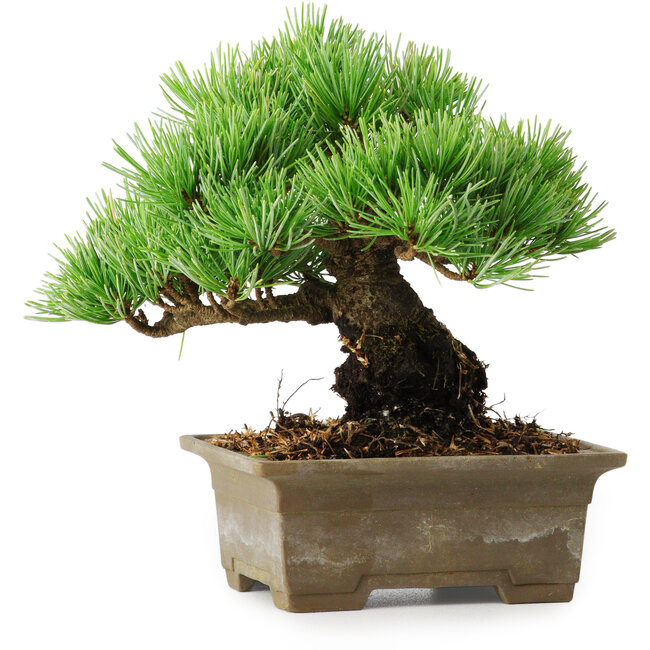 Pinus parviflora, 14,5 cm, ± 12 años