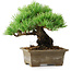 Pinus parviflora, 14,5 cm, ± 12 ans