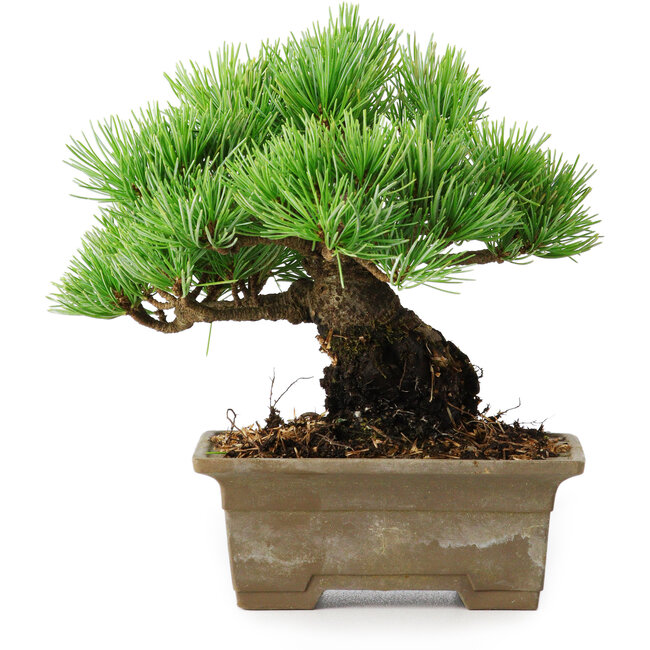 Pinus parviflora, 14,5 cm, ± 12 jaar oud