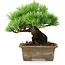 Pinus parviflora, 14,5 cm, ± 12 anni