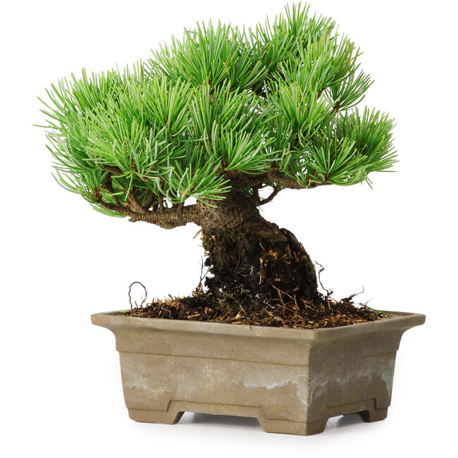 Pinus parviflora, 14,5 cm, ± 12 anni