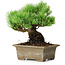 Pinus parviflora, 14,5 cm, ± 12 ans