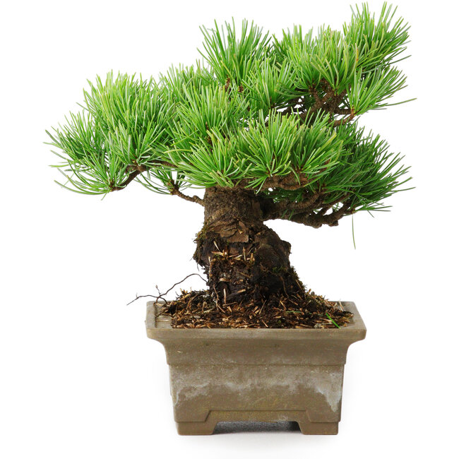 Pinus parviflora, 14,5 cm, ± 12 años