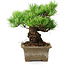 Pinus parviflora, 14,5 cm, ± 12 Jahre alt