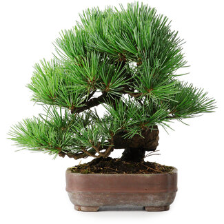 Pinus parviflora, 19,5 cm, ± 12 ans