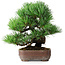 Pinus parviflora, 19,5 cm, ± 12 jaar oud