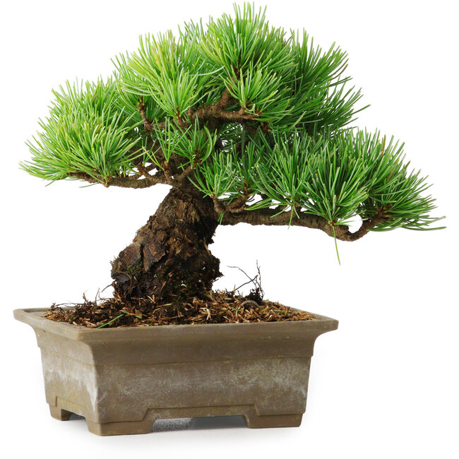 Pinus parviflora, 14,5 cm, ± 12 años