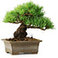 Pinus parviflora, 14,5 cm, ± 12 Jahre alt