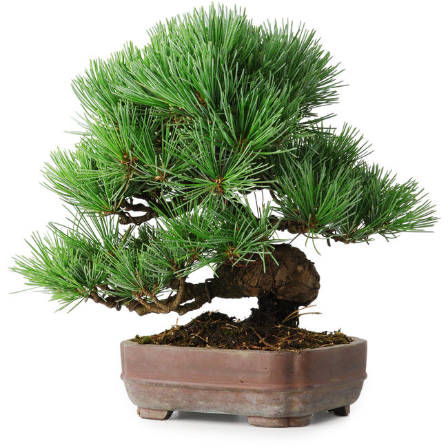 Pinus parviflora, 19,5 cm, ± 12 anni