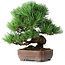 Pinus parviflora, 19,5 cm, ± 12 ans