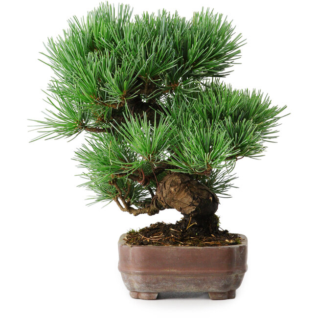 Pinus parviflora, 19,5 cm, ± 12 Jahre alt